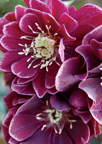 Helleborus 'Amethyst Gem'